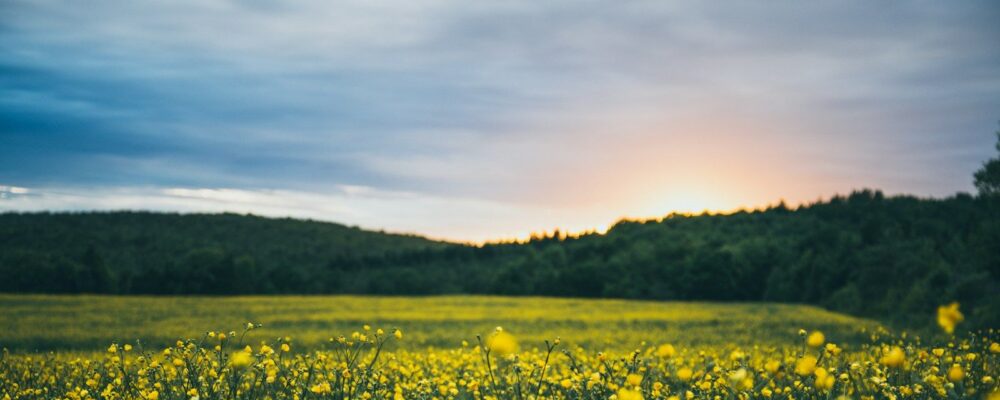 yellow clustered flowers
