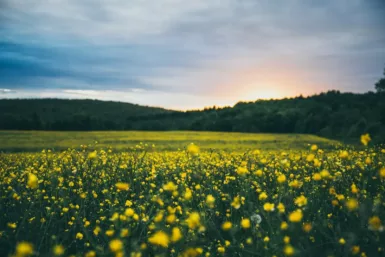yellow clustered flowers